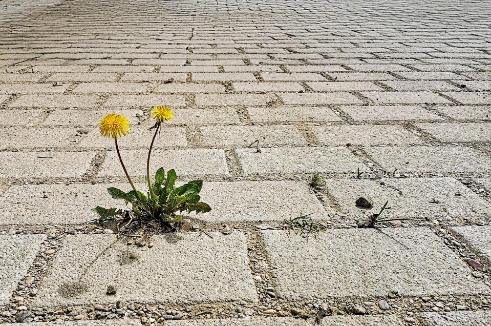 Bodenverbrauch – die Herausforderung der Zukunft! - Impression #1