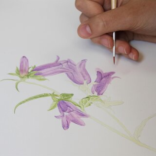 Botanische Illustrationen | © Alois Wilfing