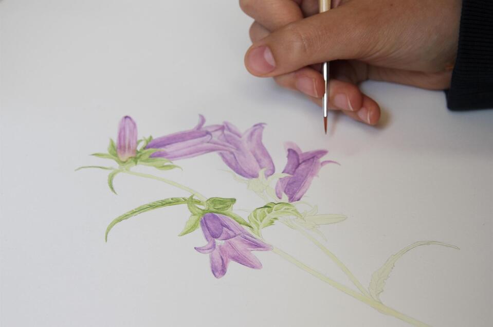 Botanische Illustrationen | © Alois Wilfing