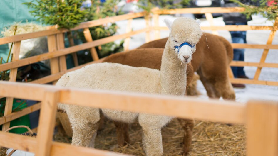 Adventmarkt Brandlucken_Alpakas_Oststeiermark | Marianne Häusler | © Naturhotel Bauernhofer Adventmarkt Brandlucken_Alpakas_Oststeiermark | © Naturhotel Bauernhofer