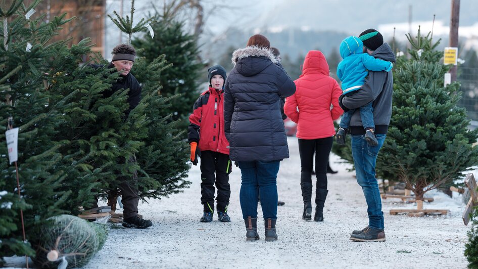 Christbäume_Moarhofhechtl_Oststeiermark | Schrenk | © Tourismusverband Oststeiermark Christbäume_Moarhofhechtl_Oststeiermark | © Tourismusverband Oststeiermark