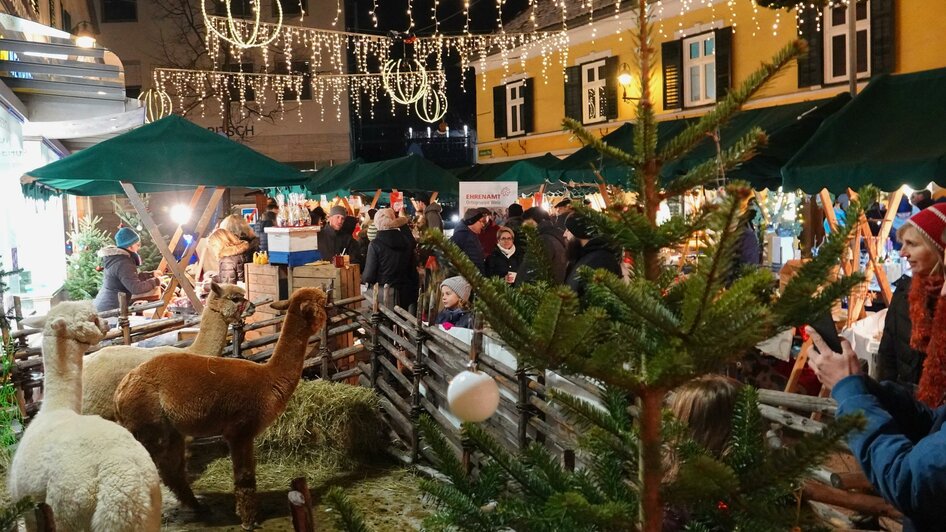 Alpakes beim Weizer Christkindlmarkt_Oststeiermark | © KK / Tourismusverband Oststeiermark