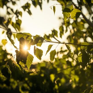 Blätter Sonne | © TV Südsteiermark - Lupi Spuma