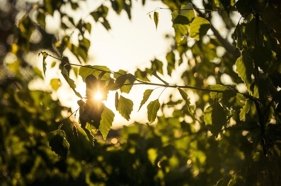 Blätter Sonne | © TV Südsteiermark - Lupi Spuma