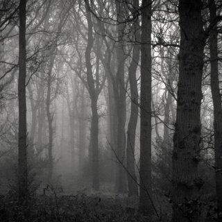 Wood | © Michael Csontala