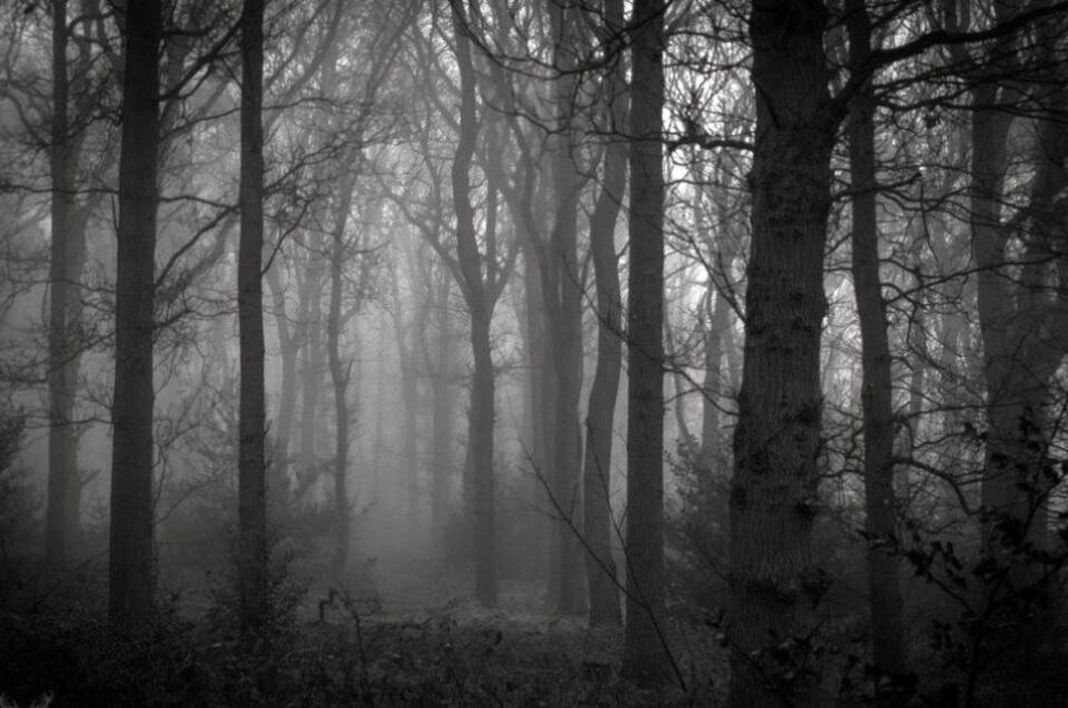 Wood | © Michael Csontala