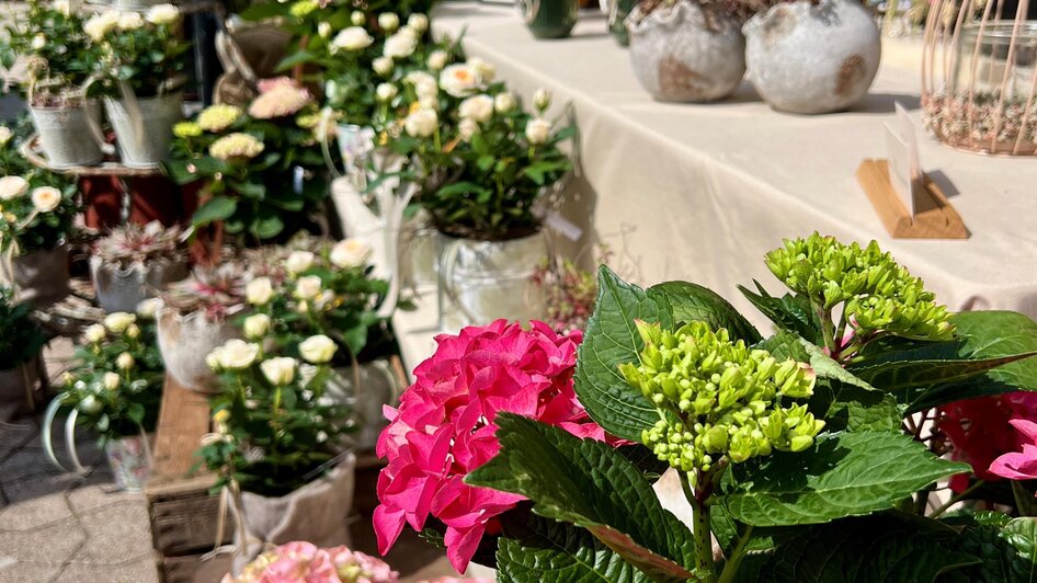 Blumen-Ausstellung | © Lisa-Marie Schiefer