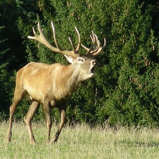 Hubertusfeier-hohentauern-Murtal-Steiermark