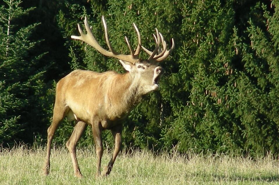 Hubertusfeier-hohentauern-Murtal-Steiermark