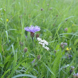 Meadow_Nature Park Pöllau Valley_Eastern Styria | © Tourismusverband Oststeiermark