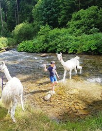Lamas lieben Wasser | © Carolina Gigleitner | © Carolina Gigleitner Lamas lieben Wasser | © Carolina Gigleitner | © Carolina Gigleitner