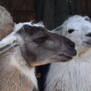 Fütterung der Lama | © Carolina Gigleitner