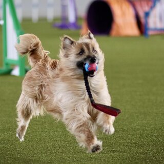 Hund beim Training | © Simone Ullrich-Pansi