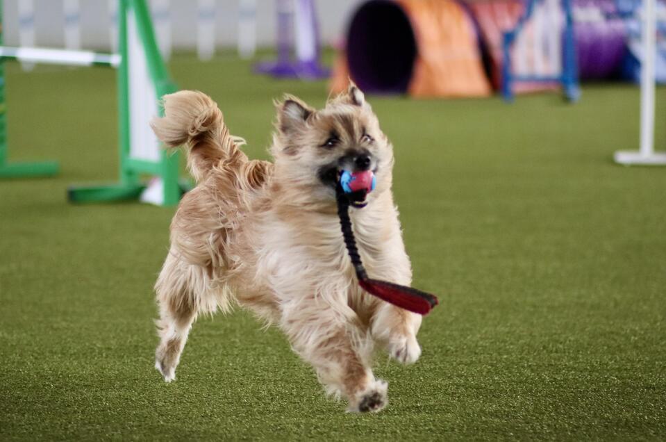 Hund beim Training | © Simone Ullrich-Pansi