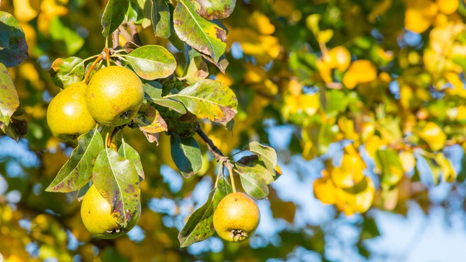 Herbstbirnen_NUP Pöllauer Tal_Oststeiermark | © Helmut Schweighofer