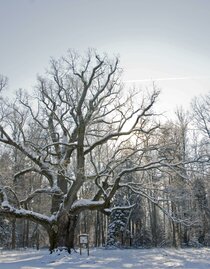 1000-year-old oak in Bierbaum | © Kurkommission Bad Blumau | © Kurkommission Bad Blumau