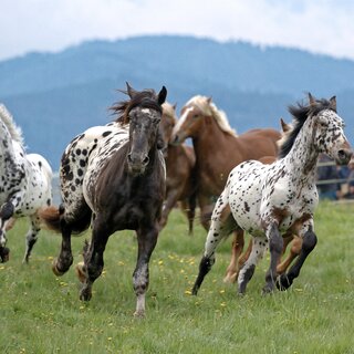 Letting the horses out_Herd_Eastern Styria | © Heinz Toperczer