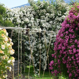 Rosenpracht | © Helmut Pirc