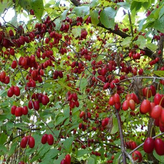 Wildobst | © Helmut Pirc