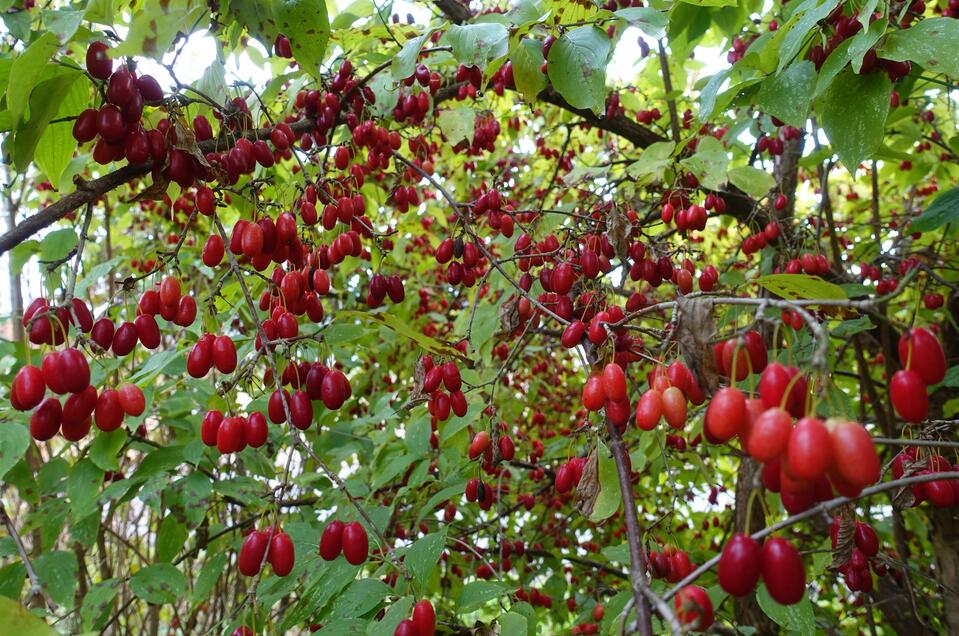 Wildobst | © Helmut Pirc