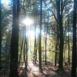 Wald | © TV Südsteiermark - Irene Löschnig