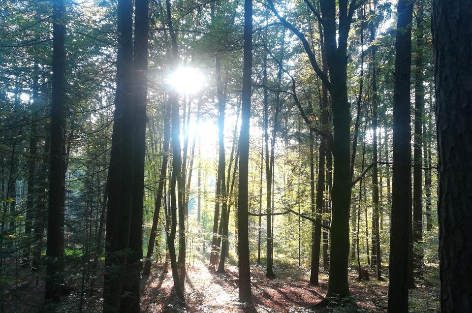 Wald | © TV Südsteiermark - Irene Löschnig