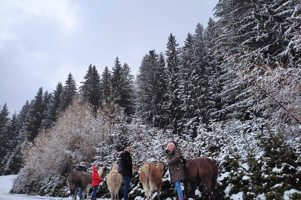 Winter Lamawanderung | © LamaTouren-Orso-Gigleitner