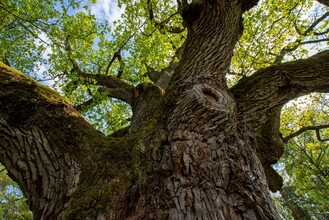 Baumstamm der Eiche | © Kurkommission Bad Blumau