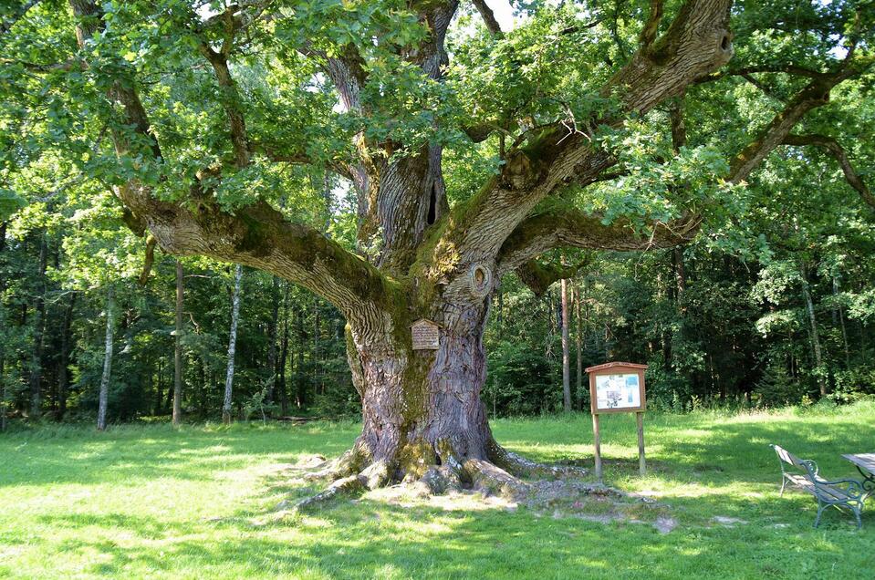 The 1.000 year old oak - Impression #1 | © Kurkommission Bad Blumau