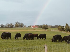 Farm-gate sales_Thermenland-Angus_Eastern Styria | © Abhofverkauf Hutter