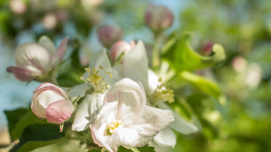 Blüte | © Jansky Ingrid