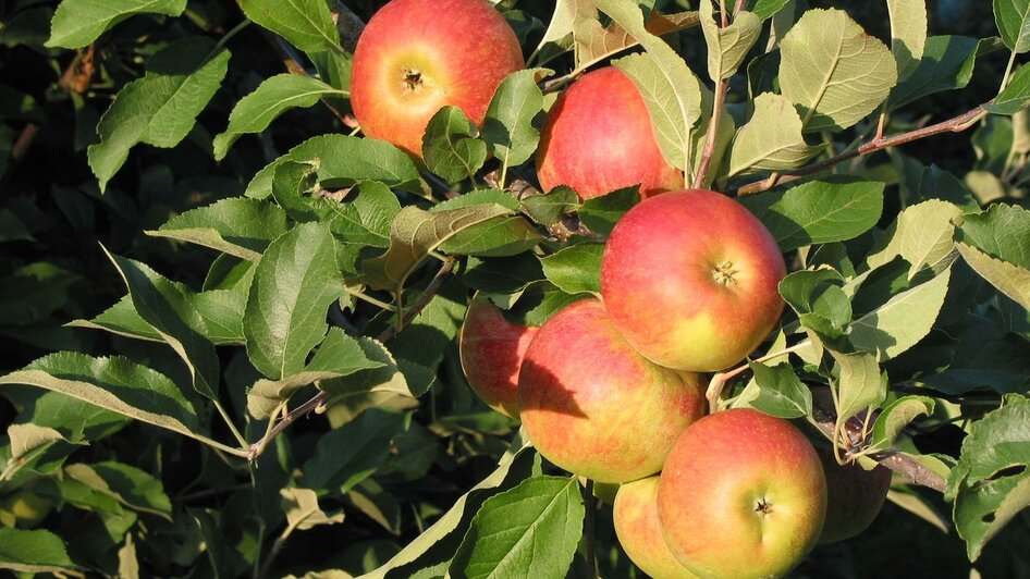 Äpfel | © Lederer