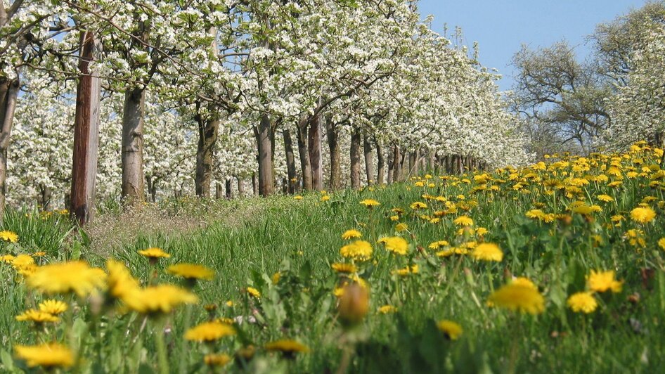 Wiese in Bad Waltersdorf