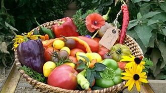 Vegetable farm Radl_Vegetables_Eastern Styria | © Gemüsehof Radl