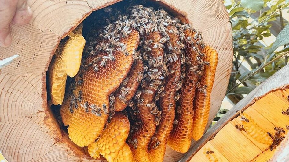 Imkerei Janisch_Bienen_Oststeiermark | © Imkerei Janisch