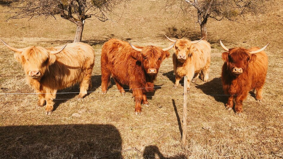 Kühe Familie Kropf | © Kropf