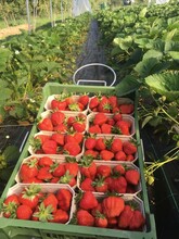 Farm-gate sales_Strawberrys_Eastern Styria | © Abhofverkauf Marillensepp