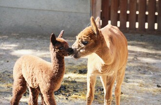 Gasen Alpaca_Alpacas_Eastern Styria | © Alpaka Bergbauernhof Stelzer