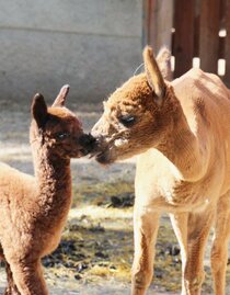 Gasen Alpaca_Alpacas_Eastern Styria | © Alpaka Bergbauernhof Stelzer | Robert Stelzer | © Alpaka Bergbauernhof Stelzer