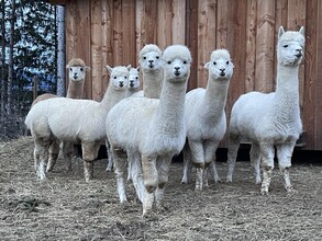 SchlossThann-Alpaka1-Murtal-Steiermark | © Sandrina Attems-Wimpffen