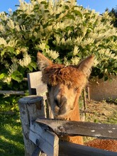 Alpacas Gaugl_Alpaca_Eastern Styria | © Tourismusverband Oststeiermark