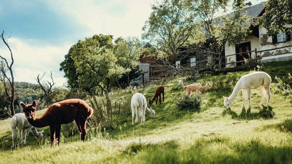 Alpakas vom Dörflgraf_Weide_Oststeiermark | © Alpakas vom Dörflgraf