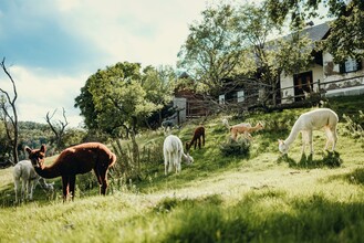 Alpakas vom Dörflgraf_Weide_Oststeiermark | © Alpakas vom Dörflgraf