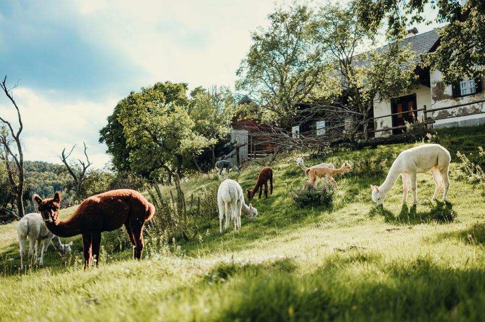 Alpacas from the Dörflgraf - Impression #1 | © Alpakas vom Dörflgraf
