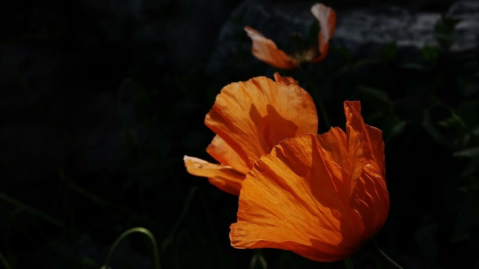 Alpengarten, Bad Aussee | © Anna Steiner