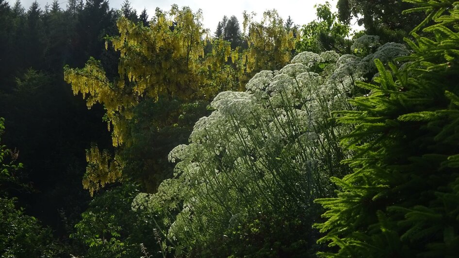 Alpengarten, Bad Aussee, Bäume | © Anna Steiner