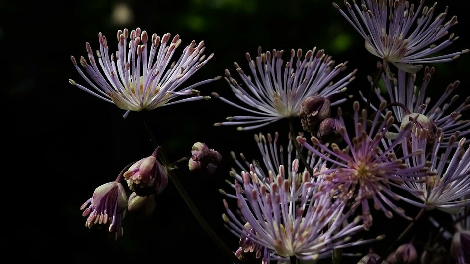 Alpengarten, Bad Aussee, Blumenpracht | © Anna Steiner