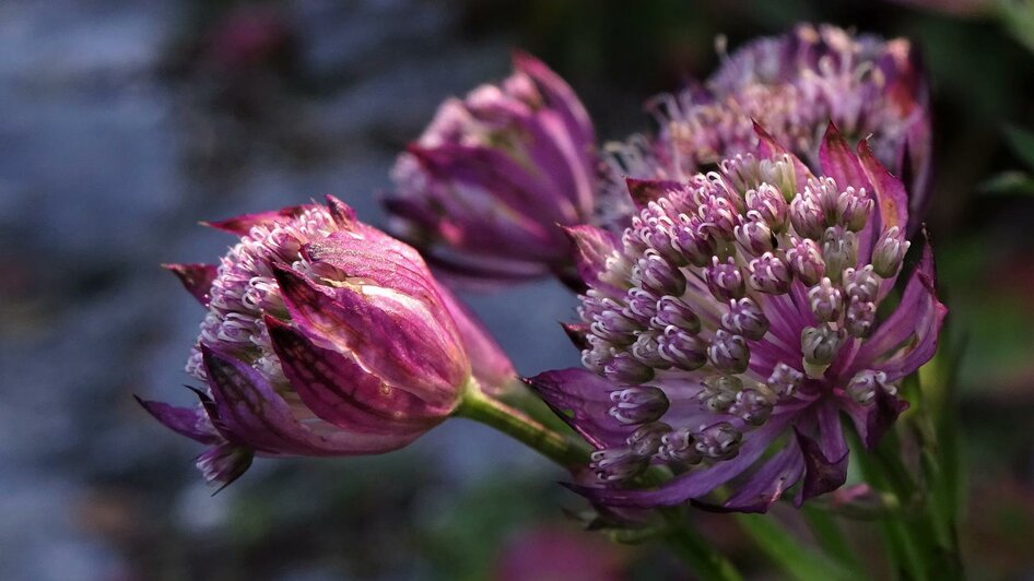 Alpengarten, Bad Aussee, violette Blumen | © Anna Steiner