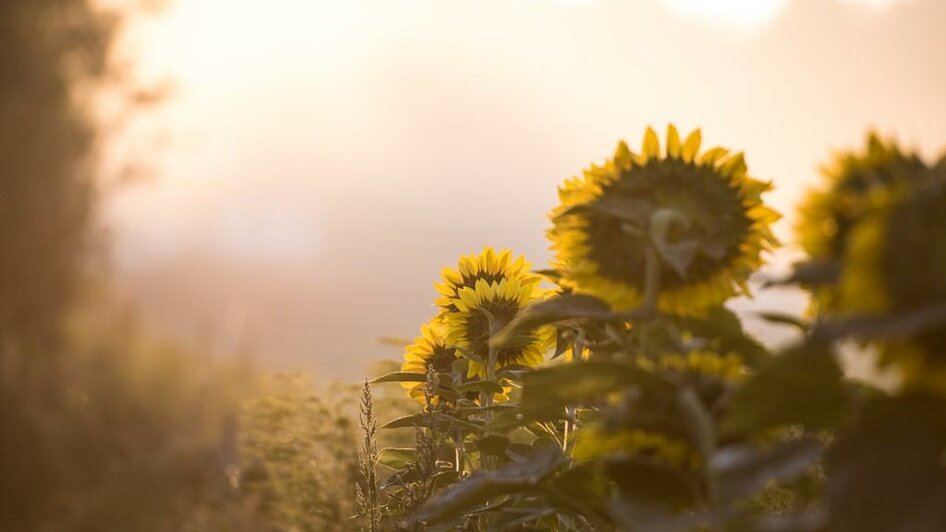 Foessl-Sonnenblumen-Murtal-Steiermark | © Anita Fössl Fotografie