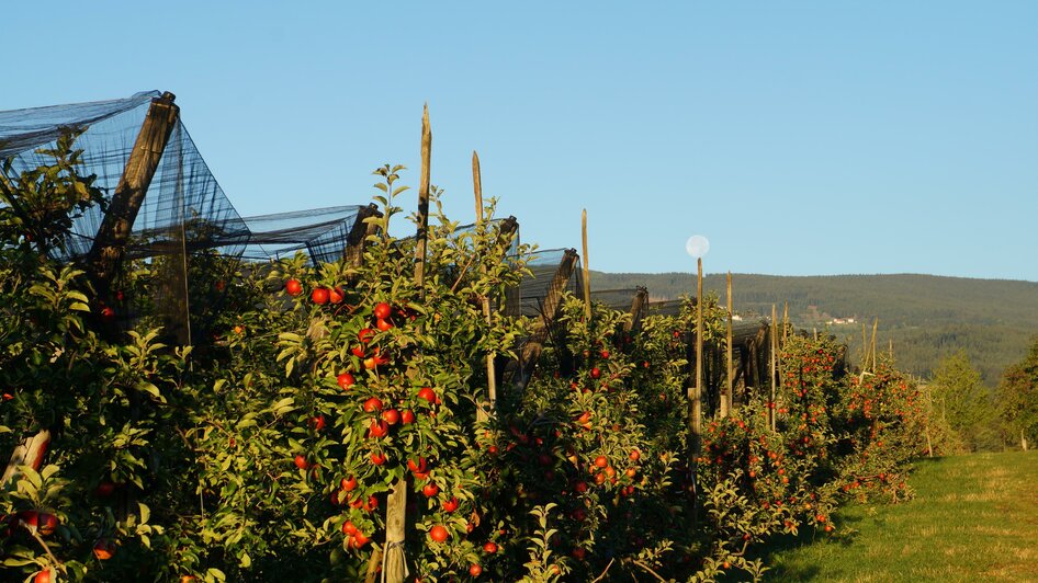 Apfelschmiede Dreier_Bioobstgarten_Oststeiermark | © Carmen Dreier-Zwetti